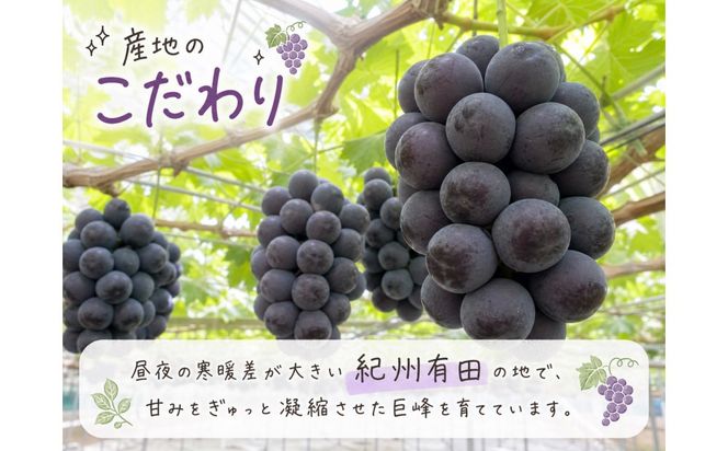 紀州有田産の巨峰ぶどう約2kg【先行予約】【2026年8月下旬以降発送予定】AN021