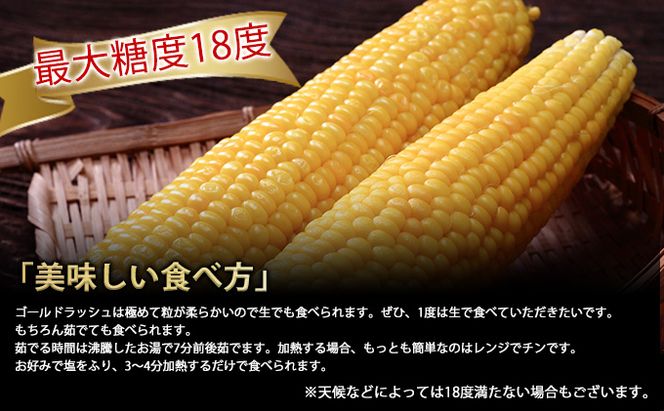【2026年夏発送】とうもろこし ゴールドラッシュ 10本 北海道 富良野産 とうきび コーン