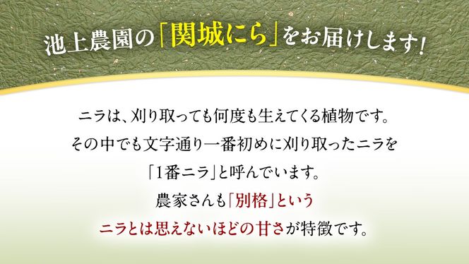 関城にら 4kg ( 100g × 10束 × 4袋 ) 一番ニラ ニラ にら 野菜  [DI001ci]