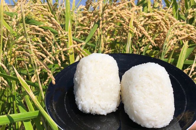 AI242 米 令和6年 新米 にこまる 5kg [ 令和6年産 白米 精米 ごはん ご飯 こめ おこめ もちもち おにぎり 粘り 粘り強め 長崎県産 長崎県産米 長崎にこまる 長崎県 島原市 ]