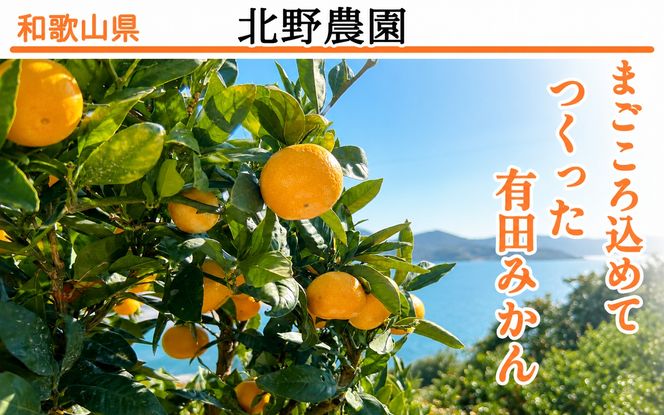 家庭用 有田みかん 和歌山 訳あり わけあり 大玉(2L,3Lサイズ混合) 約9kg【11月上旬～1月下旬頃に順次発送】/ みかん フルーツ 果物 くだもの 有田みかん 蜜柑 柑橘【ktn012B】
