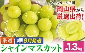 【9月発送】シャインマスカット 約1.3kg(2-3房)《2026年9月上旬-9月末頃出荷》岡山県 笠岡市 シャインマスカット 厳選 ぶどう ブドウ 葡萄 マスカット 果物 フルーツ ギフト---kasaoka_zsy_418_1300-9m---