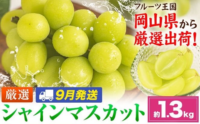 【9月発送】シャインマスカット 約1.3kg(2-3房)《2026年9月上旬-9月末頃出荷》岡山県 笠岡市 シャインマスカット 厳選 ぶどう ブドウ 葡萄 マスカット 果物 フルーツ ギフト---kasaoka_zsy_418_1300-9m---