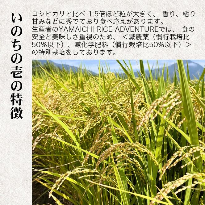 【令和7年産・新米】幻の米 いのちの壱 特別栽培米 5kg 【減農薬・減化学肥料】