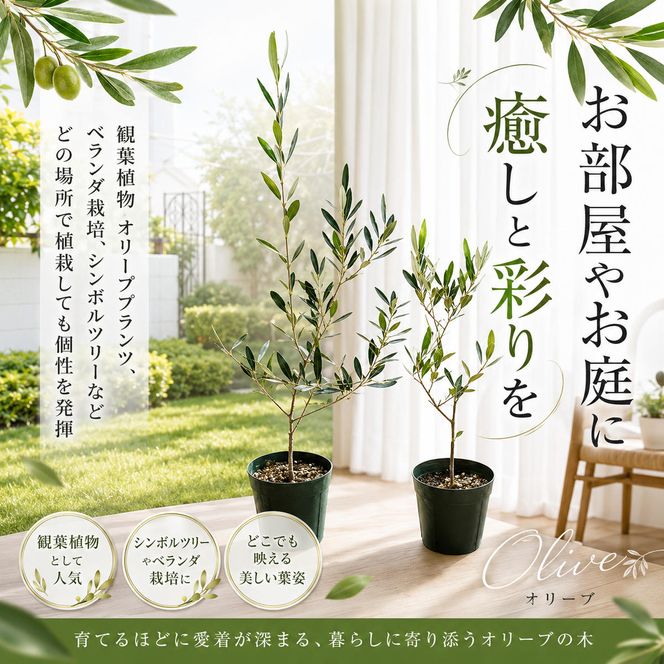 【 小豆島 】【2026年3月より発送】瀬戸内のオリーブ苗木2本セット 植物 インテリア 観葉植物 