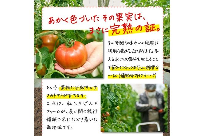 ＜先行予約受付中！2026年3月より順次発送予定＞塩熟トマト KitachiRosso (計600g) 糖度10度以上 塩トマト 塩とまと とまと トマト 野菜 大分県 佐伯市 九州産 国産 お取り寄せ 大分県 佐伯市【AK6h】【げんきファーム】