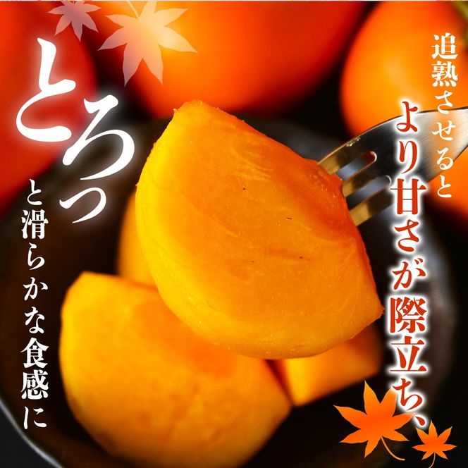 【2026年先行予約】種無し柿 早生刀根柿 2026年9月末頃～10月末頃に順次発送予定（お届け日指定不可）/ 和歌山 柿 かき フルーツ 果物 くだもの 刀根 種無し【kgr003A】