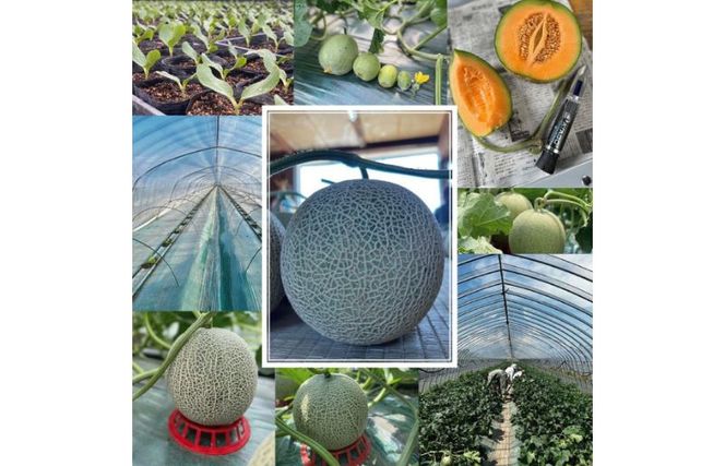 2026年夏発送 【数量・期間限定】 ふらのメロン キングルビー 秀大2玉 計4kg以上 富良野メロン 赤肉 めろん 北海道 甘い 大きい