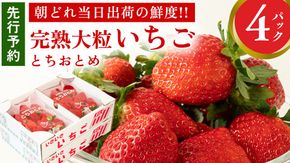 完熟 とちおとめ 4パック 先行予約 大粒 イチゴ 苺 いちご フルーツ 果物 [AF057ci]
