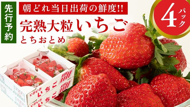 完熟 とちおとめ 4パック 先行予約 大粒 イチゴ 苺 いちご フルーツ 果物 [AF057ci]
