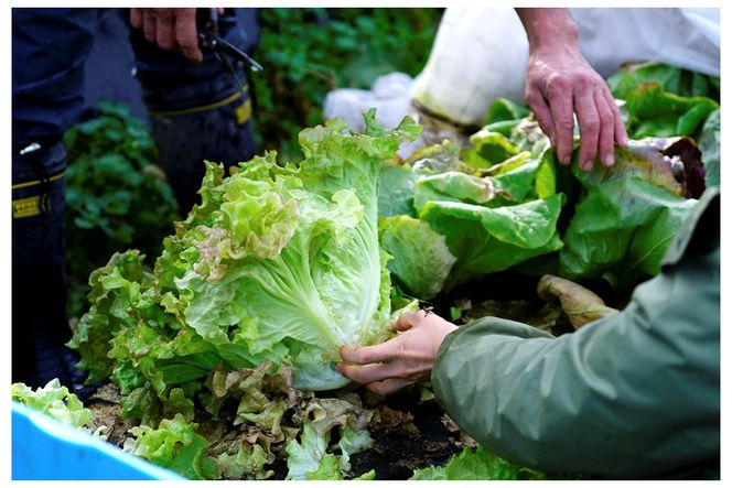 【先行予約：7月配送】＜てんとうむしばたけ＞夏のオーガニック野菜セット　有機野菜6～7種前後　BR00057_07