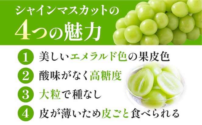 【先行予約】岡山県産 シャインマスカット 2房 (480g以上) 有限会社ホーティカルチャー神島《7月中旬-8月中旬頃に出荷予定(土日祝除く)》 岡山県 笠岡市 マスカット ぶどう 葡萄 果物 フルーツ【配送不可地域あり】---H-69---