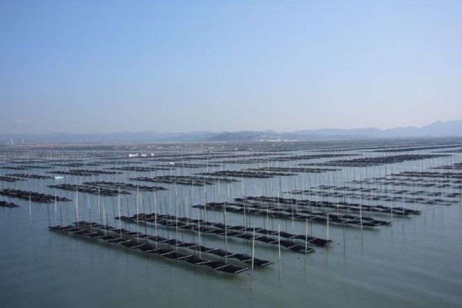 海苔 本場 有明海 栽培 「海王」 一番摘み 焼海苔 全形 5枚入り×7袋 [くしだ企画 福岡県 筑紫野市 21761177] のり ノリ 海産物 おかず 有明海産 巻き寿司 手巻き寿司 おにぎり