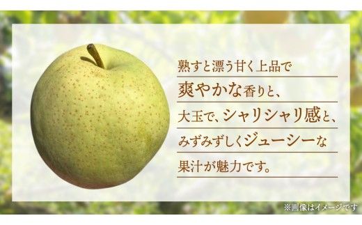 かおり 梨 5kg 【2026年8月中旬発送開始】(茨城県共通返礼品：大子町) 梨 なし 果物 くだもの フルーツ かおり 芳醇 希少品 青梨