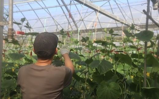 四万十市産 きゅうり 5kg 朝採れ 新鮮 野菜 やさい 高知県産 国産 胡瓜 キュウリ みずみずしい 産地直送 お取り寄せ 旬 ハウス栽培 農家直送 高知県 高知 四万十市 四万十 しまんと【発送時期：11月中旬～4月下旬】26-0031