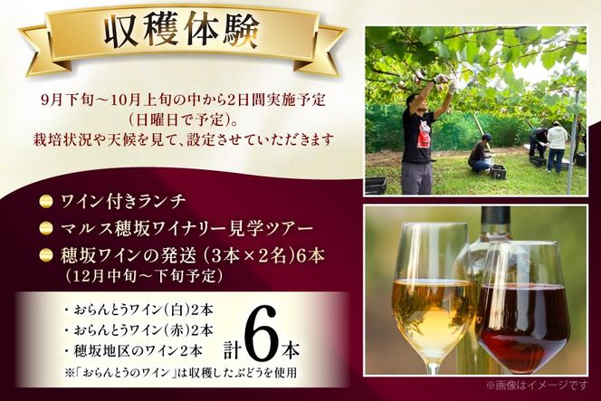 ワイン 収穫体験＆ワインセット 3本×2名 計6本 ペア 2名様 参加券 ワイナリー [本坊酒造マルス穂坂ワイナリー 山梨県 韮崎市 20745174]