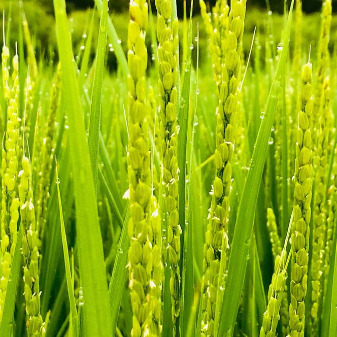 こだわりすぎたお米！自然栽培・天日干しの京都旭一号 玄米5kg 栽培期間中農薬不使用米 無肥料米 栽培期間中化学使用不使用 希少品種 京都丹波地域 南丹市産 うるち米 玄米 米 お米