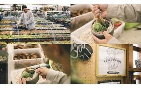 多治見市×春日井市コラボ 【美濃焼】 陶芸家「北川和喜」 碗型植木鉢 S× 【日本有数のサボテン産地】 春日井市の名店 後藤サボテン