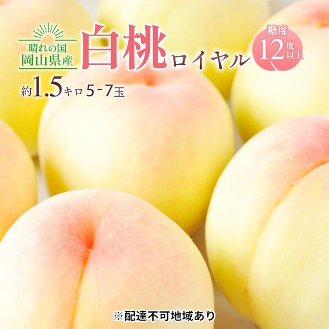 桃 2026年 先行予約 岡山 白桃 ロイヤル 約1.5kg 5～7玉入り もも モモ 岡山県産 国産 フルーツ 果物 ギフト 橋田商店