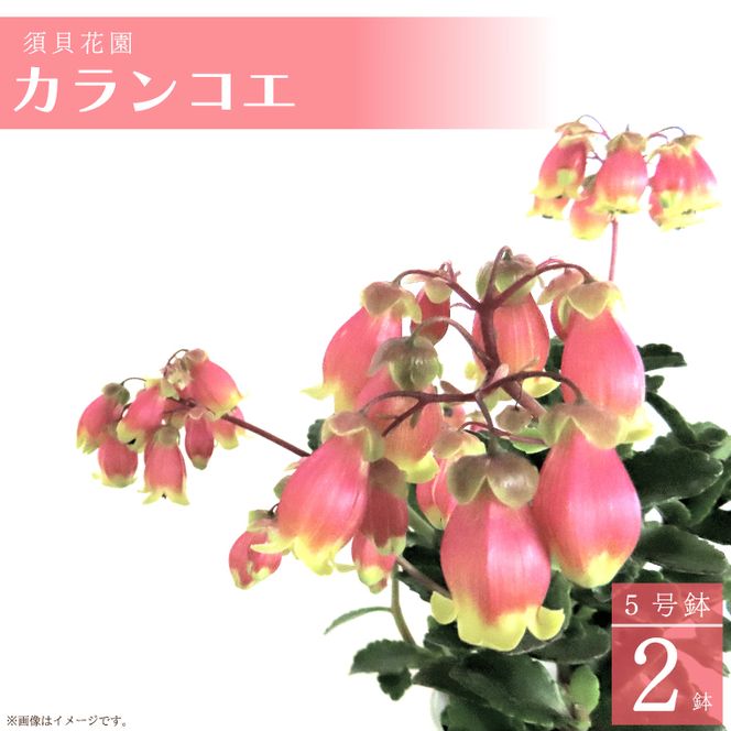 【2026年2月より順次発送】須貝花園 カランコエ 2鉢(5号鉢)｜カランコエ 花 多肉植物 季節の花 須貝花園 先行予約 茨城県 行方市(C-15)