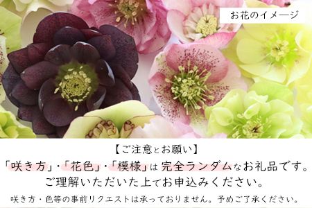 花巻温泉バラ園で育ったクリスマスローズ苗　<2026年2月上旬より順次発送> 【1616】