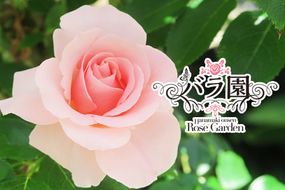 花巻温泉バラ園 オリジナル品種「オリンピアローズ2020」 新苗 <2026年6月より随時発送>【914】