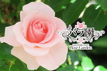 y茧ԊszԊo IWiiuIsA[Y2020v Vc y914z