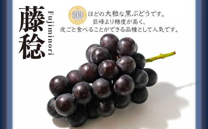 【2026年 先行予約】山梨県都留市産 朝採れ 藤稔 約1.0kg 以上(２~3房）｜山梨 ぶどう 富士稔 フルーツ 先行予約 新鮮