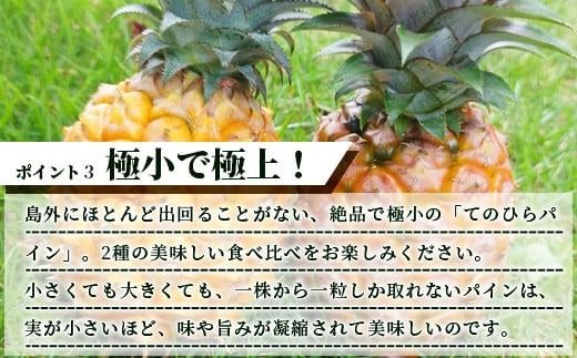 《2026年4月～7月順次発送》【先行受付】希少！濃厚！「枝先完熟・てのひらパイン」ピーチ・ポコット食べ比べセット【産地直送 沖縄県 石垣島 農家直送 パイン フルーツ 離島のいいもの 沖縄いいもの石垣島 】OI-4