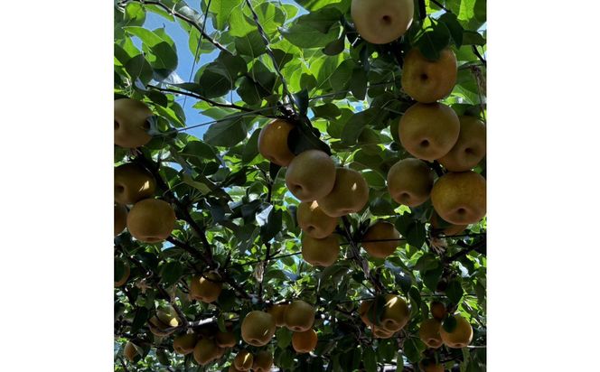 1255.【2026年度発送先行予約】訳あり　新甘泉　3kg 313726_CS004