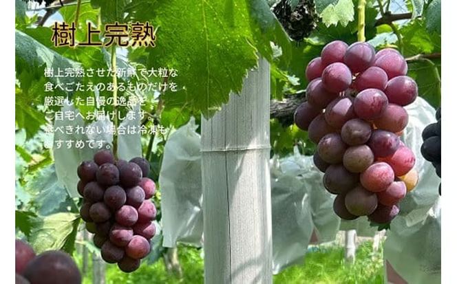 【2026年先行予約】岡山県産 【訳あり】 ピオーネ1.0kg以上（2房）産地直送 朝採れ / ぶどう 葡萄 先行予約 フルーツ 真庭市【kgftmt017-02】