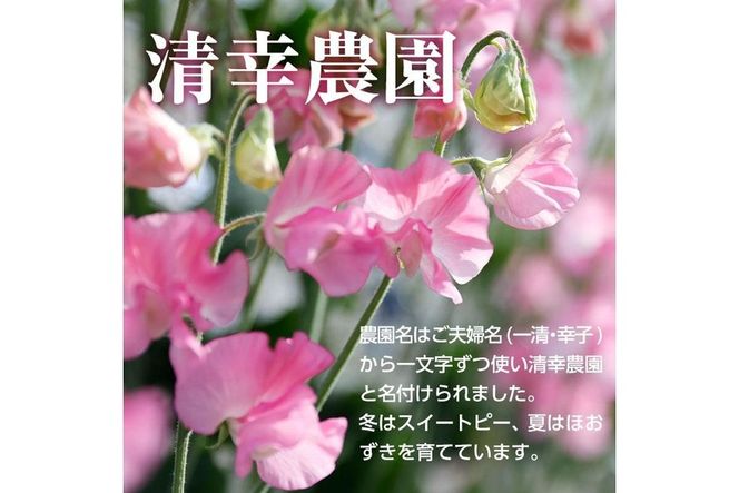 ＜農家直送＞スイートピー ミックス (100本) 期間限定 花 切り花 生花 九州産 国産 大分県 佐伯市 宇目 清幸農園【BZ64】【清幸農園(有)】