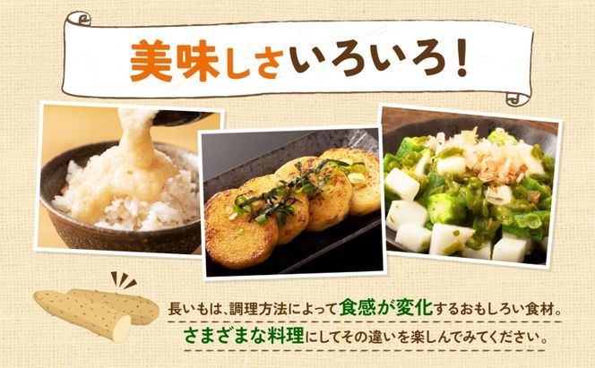 北海道産 青野農園 土つき 長いも 約5kg 5～7本 2026年11月下旬～1月中旬ごろお届け 先行予約 ながいも 土付き 北海道 長芋 自然薯 とろろ いも イモ 旬 野菜 農作物 産地直送 お取り寄せ 根菜