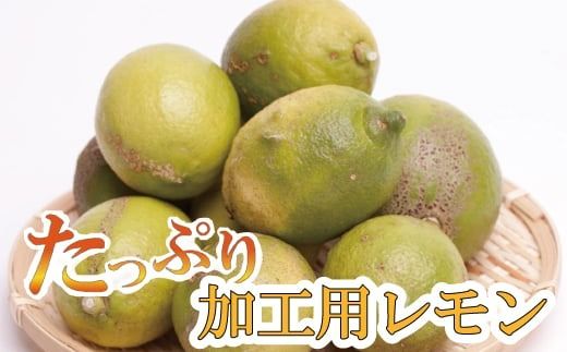 ＜先行予約＞加工用 黒潮レモン2.5kg+75g（傷み補償分）【和歌山有田産】【防腐剤・WAX不使用、安心の国産レモン】【わけあり・訳ありレモン】【果汁用】【ikd032B】