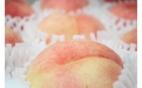 ブレンドファーム厳選!京丹後おススメフルーツ定期便3種（桃、シャインマスカット、新興梨） 桃 シャインマスカット 新興梨 フルーツ 定期便 おすすめ　BF00020