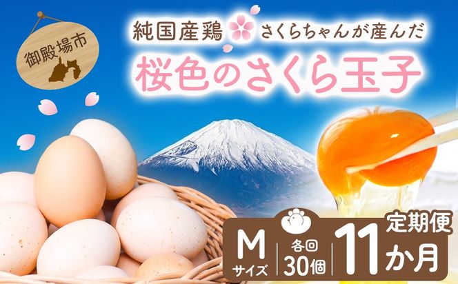【定期便11ヵ月】純国産鶏さくらちゃんが産んだ桜色のさくら玉子 五分咲き（Mサイズ）30個 ｜ 卵 鶏卵 たまご タマゴ 生卵 たまごかけご飯 濃厚 甘み 国産