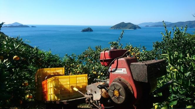 【先行受付】【数量限定】【贈答用】せとか（生果）3kg（2026年2月頃より順次発送） IKTQ009