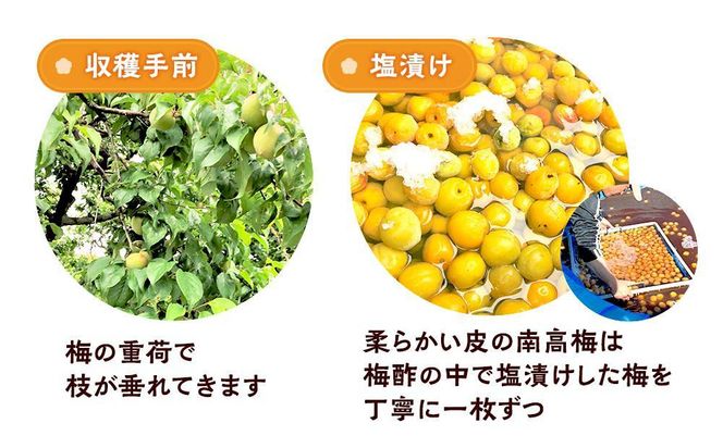 訳ありつぶれ梅干し しそ 合計2.1kg （350g×6パック） 塩分 10％［TR14w］ 304018_CS003