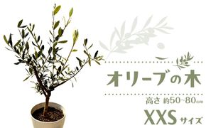 オリーブの木　XXSサイズ　高さ約50～80cm 372013_KB005