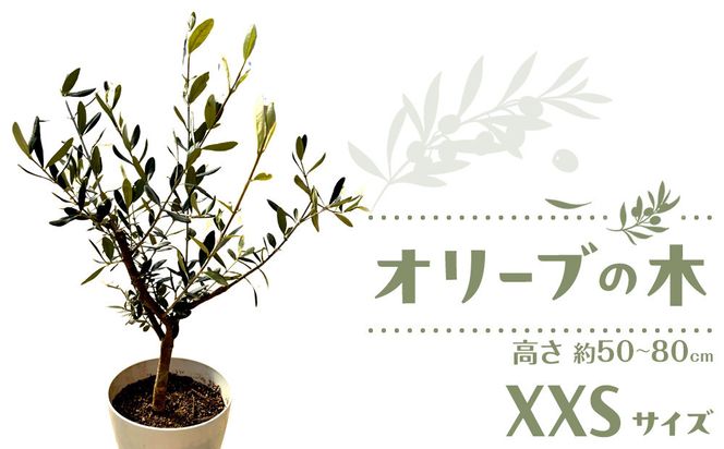 オリーブの木　XXSサイズ　高さ約50～80cm 372013_KB005