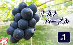 【2026年9月～発送】ナガノパープル約１kg フルーツ 長野県