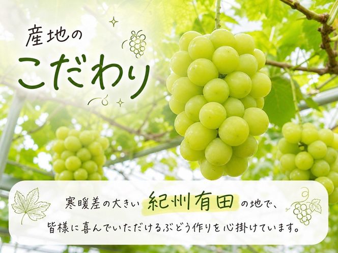 紀州有田産シャインマスカット　約1.2kg【先行予約】【2026年8月下旬以降発送予定】AN023 