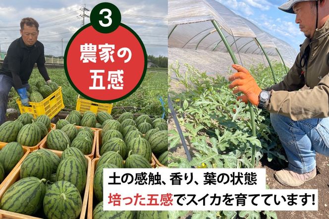 AJ461 【令和8年度出荷分】 Farm honda 小玉スイカ 2玉 計5kg [ 先行予約 数量限定 小玉 スイカ 西瓜 フルーツ 果物 長崎 長崎県 島原市 ]