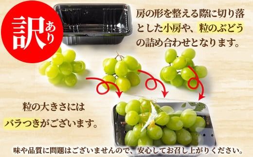 【訳あり】シャインマスカット パック詰め 約1.4kg (約350g×4パック) 粒サイズMIX 《田子農園》■2025年発送■※9月上旬頃～11月上旬頃まで順次発送予定