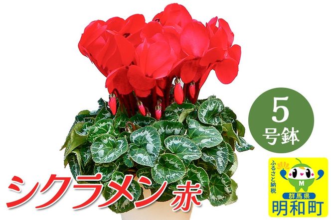 シクラメン（赤） 5号鉢 長持ち 育て方が簡単 冬の花 ＜期間限定＞|10_sen-030101