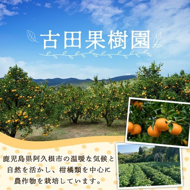 ＜先行予約受付中！2027年2月上旬以降順次発送予定＞ 訳あり！紅甘夏(約18kg) 国産 紅甘夏 柑橘 果物 フルーツ デザート 果実 期間限定 数量限定 【古田果樹園】akn093-10