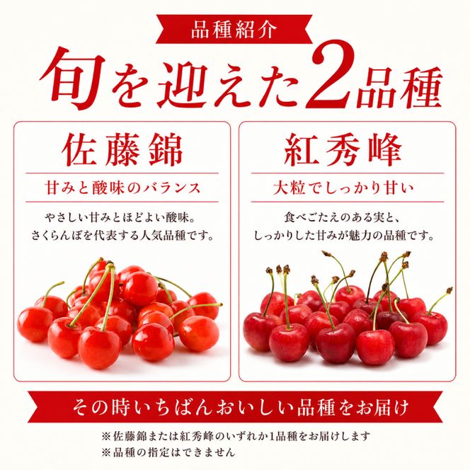 2027年発送 北海道 仁木町産 さくらんぼ 1kg (500g×2) 佐藤錦または紅秀峰 果樹 サクランボ チェリー フルーツ 果物 果物類 ギフト 仁木町 仁木 [くくり農園]