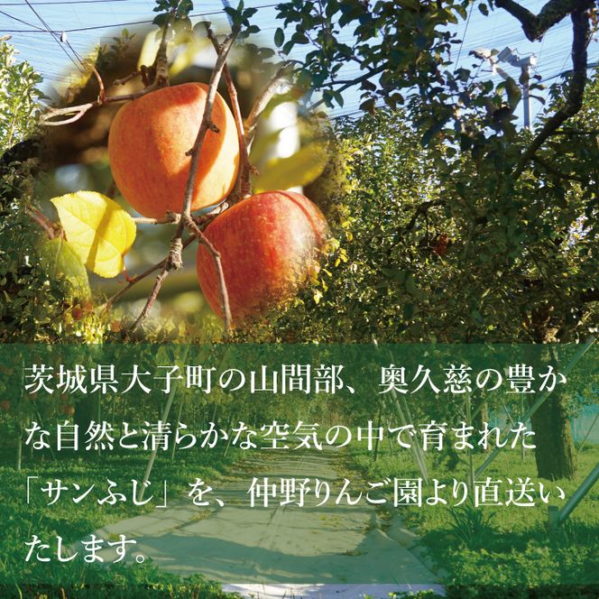 【先行予約】仲野りんご園の奥久慈りんご「サンふじ」約3kg（9～12玉）｜茨城県 大子町 樹上完熟 林檎 アップル 果物 フルーツ 旬 秋 味覚 ギフト 贈答（DF001）