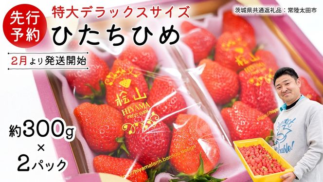 【 先行予約 】 ひたち姫 ( 2パック ) 特大 デラックス サイズ 【 2026年2月から発送開始 】( 茨城県共通返礼品 : 常陸太田市 ) いちご 数量限定 果物 くだもの フルーツ 苺 イチゴ ストロベリー 旬 大きい ひたち 甘い あまい