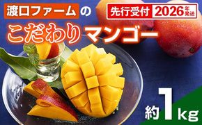 【化粧箱入】【先行受付・2026年発送】渡口ファームのこだわりマンゴー約1kg - 先行予約 沖縄県産 産地直送 南国フルーツ 旬の味覚 季節の果物 贈り物 ギフト 沖縄県 八重瀬町